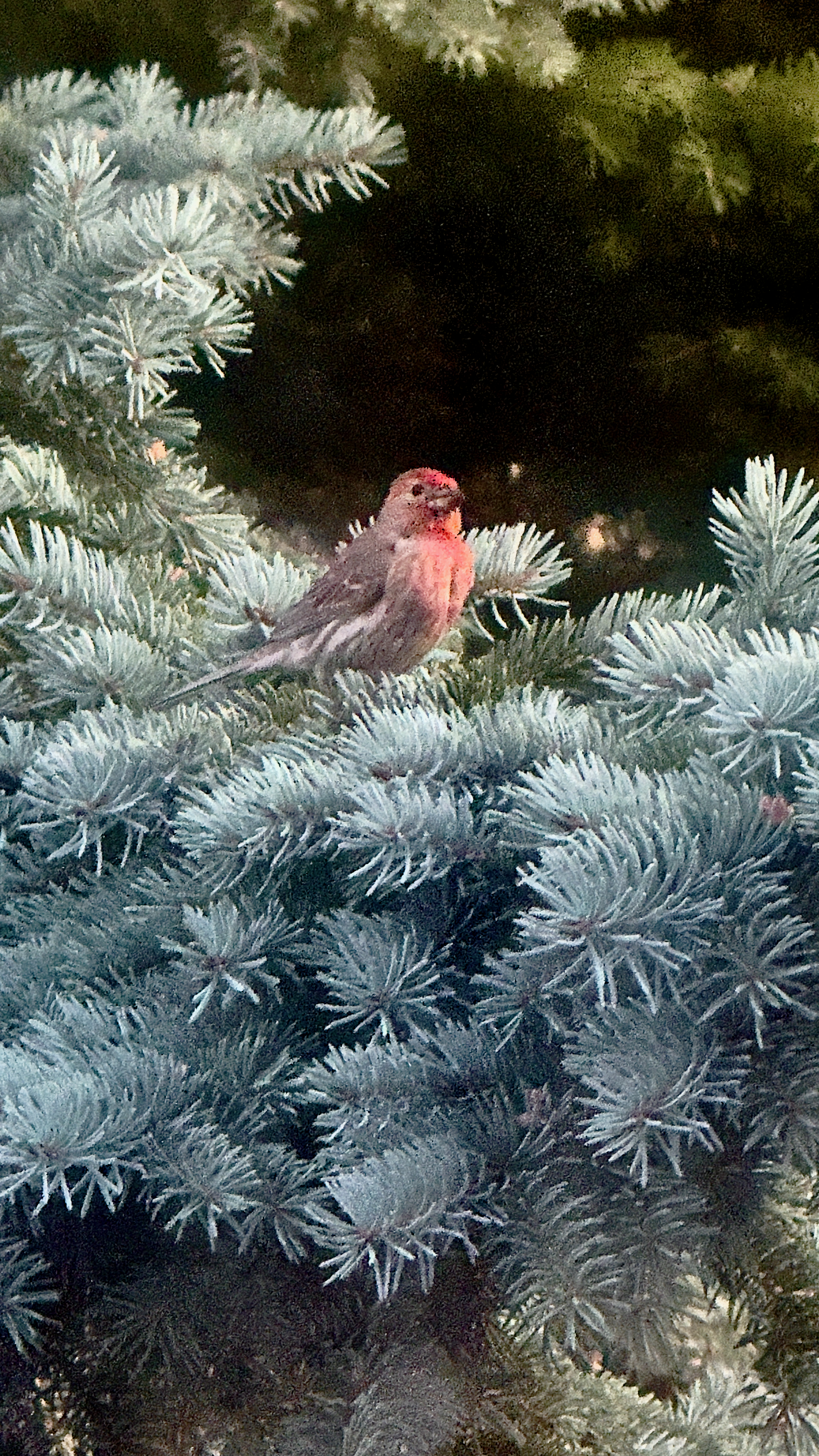 Bird: House Finch